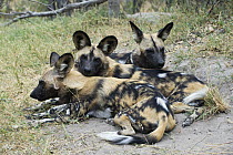 African Wild Dog (Lycaon pictus) pack members huddled together for warmth, northern Botswana
