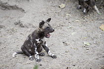 African Wild Dog (Lycaon pictus) five week old pup yawning, northern Botswana