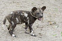 African Wild Dog (Lycaon pictus) six week old pup chewing on tree root, northern Botswana