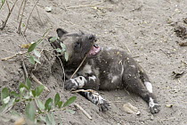 African Wild Dog (Lycaon pictus) six week old pup chewing on tree root, northern Botswana