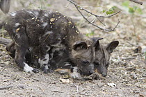 African Wild Dog (Lycaon pictus) six week old pups playing with impala fur, northern Botswana