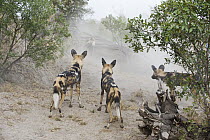 African Wild Dog (Lycaon pictus) group watching Warthog (Phacochoerus africanus) escape in dust, northern Botswana