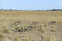 African Wild Dog (Lycaon pictus) pack on the hunt, northern Botswana