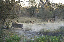 African Wild Dog (Lycaon pictus) pack chasing Warthog (Phacochoerus africanus), northern Botswana