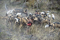 African Wild Dog (Lycaon pictus) pack eating Warthog (Phacochoerus africanus), northern Botswana