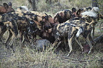 African Wild Dog (Lycaon pictus) pack feeding on Warthog (Phacochoerus africanus), northern Botswana