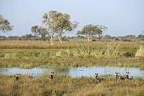 African Wild Dog (Lycaon pictus) group watching crocodiles in river, northern Botswana