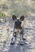 African Wild Dog (Lycaon pictus) eight week old pup, northern Botswana