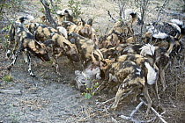 African Wild Dog (Lycaon pictus) pack feeding on Warthog (Phacochoerus africanus), northern Botswana