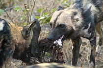 African Wild Dog (Lycaon pictus) pair eating Warthog (Phacochoerus africanus), northern Botswana