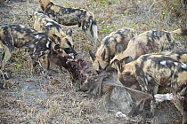 African Wild Dog (Lycaon pictus) pack eating Warthog (Phacochoerus africanus), northern Botswana