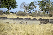 African Wild Dog (Lycaon pictus) pack chasing Cape Buffalo (Syncerus caffer), northern Botswana