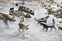 African Wild Dog (Lycaon pictus) pack facing off with two Honey Badgers(Mellivora capensis), northern Botswana