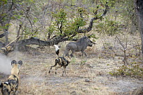 African Wild Dog (Lycaon pictus) trio chasing Warthog (Phacochoerus africanus), northern Botswana