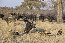 African Wild Dog (Lycaon pictus) trio chased by Cape Buffalo (Syncerus caffer), northern Botswana