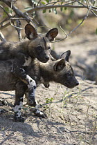 African Wild Dog (Lycaon pictus) eight week old pups playing, northern Botswana