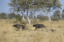 African Wild Dog (Lycaon pictus) chasing Cape Buffalos (Syncerus caffer), northern Botswana