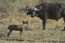 African Wild Dog (Lycaon pictus) facing off with Cape Buffalo (Syncerus caffer), northern Botswana