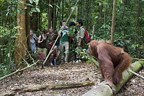 Sumatran Orangutan (Pongo abelii) watched by tourists at feeding station in rehabilitation program, Gunung Leuser National Park, northern Sumatra, Indonesia