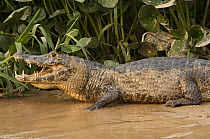 Jacare Caiman (Caiman yacare) thermoregulating on riverbank, Pantanal, Brazil