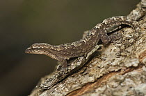 Galapagos Leaf-toed Gecko (Phyllodactylus galapagensis) camouflaged on tree bark, Puerto Ayora, Santa Cruz Island, Galapagos Islands, Ecuador