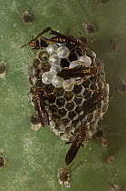 Paper Wasp (Polistes versicolor), an introduced species, group starting to build a hive, Puerto Ayora, Santa Cruz Island, Galapagos Islands, Ecuador