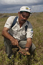 Galapagos Land Iguana (Conolophus subcristatus) juvenile being released, individual came from captive breeding program, Baltra Island, Galapagos Islands, Ecuador