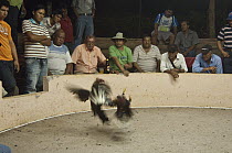 Domestic Chicken (Gallus domesticus) males cock fighting, Puerto Ayora, Santa Cruz Island, Galapagos Islands, Ecuador