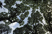 Scalesia (Scalesia pedunculata) forest showing crown shyness, highlands of Santa Cruz Island, Galapagos Islands, Ecuador