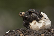 Pinzon Island Tortoise (Chelonoidis nigra ephippium) hatchling emerging from egg, Charles Darwin Research Station, Puerto Ayora, Santa Cruz Island, Galapagos Islands, Ecuador