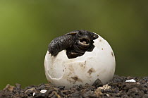 Pinzon Island Tortoise (Chelonoidis nigra ephippium) hatchling emerging from egg, Charles Darwin Research Station, Puerto Ayora, Santa Cruz Island, Galapagos Islands, Ecuador