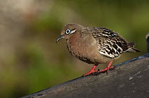 Galapagos Dove (Zenaida galapagoensis), Puerto Ayora, Santa Cruz Island, Galapagos Islands, Ecuador