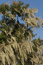 Spanish Moss (Tillandsia complanata) on tree, highlands of Santa Cruz Island, Galapagos Islands, Ecuador