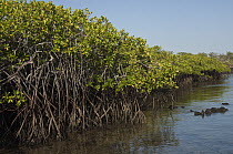 Red Mangrove (Rhizophora mangle) forest, Santa Cruz Island, Galapagos Islands, Ecuador