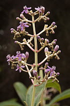 Galapagos Miconia (Miconia robinsoniana) flowering, highlands of Santa Cruz Island, Galapagos Islands, Ecuador