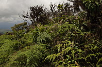 Galapagos Miconia (Miconia robinsoniana) and ferns in forest, highlands of Santa Cruz Island, Galapagos Islands, Ecuador