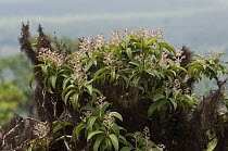 Galapagos Miconia (Miconia robinsoniana) flowering, highlands of Santa Cruz Island, Galapagos Islands, Ecuador