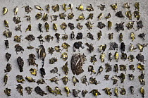 Roadkilled birds, Puerto Ayora, Santa Cruz Island, Galapagos Islands, Ecuador
