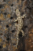 Galapagos Leaf-toed Gecko (Phyllodactylus galapagensis) climbing tree, Puerto Ayora, Santa Cruz Island, Galapagos Islands, Ecuador