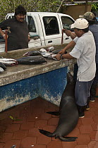 Galapagos Sea Lion (Zalophus wollebaeki) being fed fish guts from fisherman in market, Puerto Ayora, Santa Cruz Island, Galapagos Islands, Ecuador
