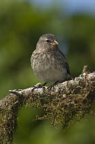 Small Ground-Finch (Geospiza fuliginosa), Puerto Ayora, Santa Cruz Island, Galapagos Islands, Ecuador