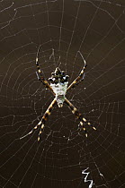 Silver Argiope (Argiope argentata) spider in web, Puerto Ayora, Santa Cruz Island, Galapagos Islands, Ecuador