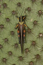 Small Painted Locust (Schistocerca literosa) on cactus, Puerto Ayora, Santa Cruz Island, Galapagos Islands, Ecuador