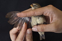 Small Tree-Finch (Camarhynchus parvulus) studied for avian pox having blood drawn, highlands of Santa Cruz Island, Galapagos Islands, Ecuador