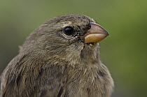 Small Tree-Finch (Camarhynchus parvulus) portrait, highlands of Santa Cruz Island, Galapagos Islands, Ecuador