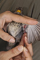 Medium Ground Finch (Geospiza fortis) getting blood drawn, part avian pox research, Puerto Ayora, Santa Cruz Island, Galapagos Islands, Ecuador