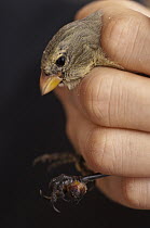Small Tree-Finch (Camarhynchus parvulus) studied for avian pox showing pox growth on foot, highlands of Santa Cruz Island, Galapagos Islands, Ecuador