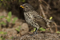 Medium Ground Finch (Geospiza fortis), Puerto Ayora, Santa Cruz Island, Galapagos Islands, Ecuador