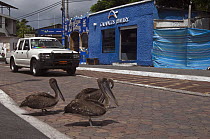 Brown Pelican (Pelecanus occidentalis) trio in road, Puerto Ayora, Santa Cruz Island, Galapagos Islands, Ecuador