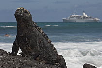 Marine Iguana (Amblyrhynchus cristatus) with cruise ship in background, Puerto Ayora, Santa Cruz Island, Galapagos Islands, Ecuador